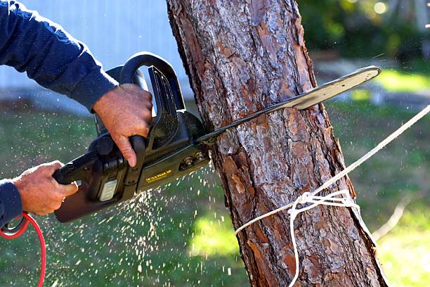 Best Root Management and Removal  in Snyder, TX