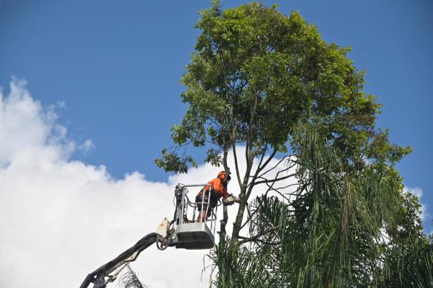 Best Storm Damage Tree Cleanup  in Snyder, TX